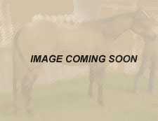 Image coming soon