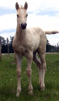 Gator Stud Colt