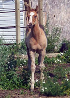 Firewater Junebug foal