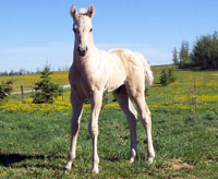 Pacman Stud Colt