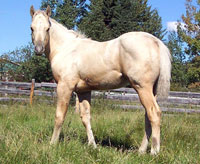 Firewater Junebug foal