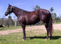 Ima Misty Missile colt