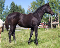 foal by Ima Misty Missile