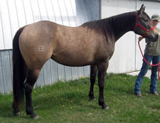 daughter of JDS Rebel Rouser & Joe Lena Jetta