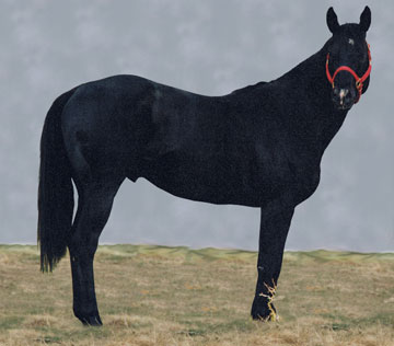 JDS Rebel Rouser - Barrel Horse Sire